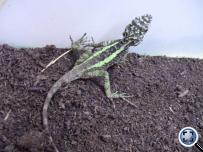 Japalura splendida