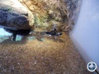 Caiman crocodylus