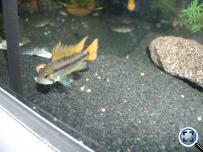 Apistogramma cacatuoides