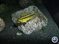 Apistogramma cacatuoides