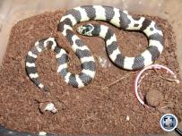 Lampropeltis getulus californiae
