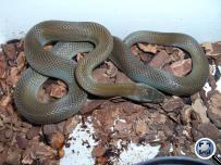 Lamprophis fuliginosus