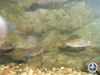Tropheus moori moliro