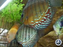 Symphysodon aequifasciatus