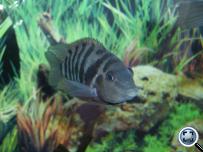 Zebrasávos sügér