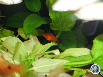 Xiphophorus maculatus