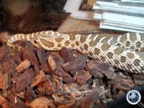 Heterodon nasicus