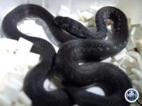 Natrix persica