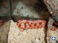 Panterophis guttatus