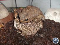 Bufo marinus