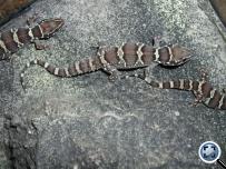 Hemidactylus triedrus