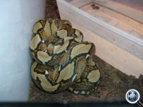 Python reticulatus