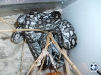 Morelia spilota variegata