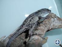 Anolis sagrei