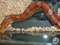 Panterophis guttatus
