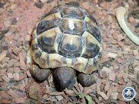 Testudo hermanni boetgeri