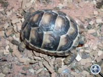 Testudo marginata