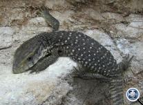 Szavanna varánusz (Varanus exanthematicus)
