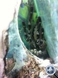 Poecilotheria fasciata