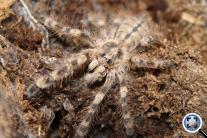 Poecilotheria bara