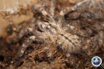 Poecilotheria bara