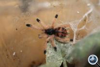 Avicularia metallica-bébi