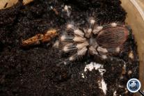 Lasiodora cristata