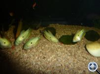 Kék gurámi Trichogaster trichopterrus