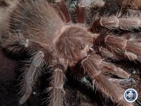 Lasiodora parahybana