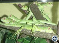 Zöld leguán - bébik (Iguana i. iguana)