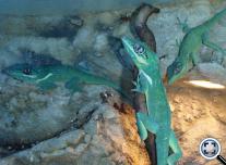 Lovag anolisz (Anolis equestris)