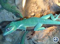 Lovag anolisz (Anolis equestris)
