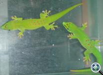 Madagaszkári nappali gekkó (Phelsuma madagascariensis grandis)
