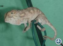 Párduckaméleon - Bébi (Furcifer pardalis)