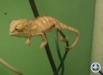 Párduckaméleon - Bébi (Furcifer pardalis)