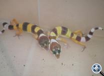 Leopárd gekkó (Eublepharis macularius)