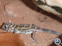 Csodagekkó (Terratoscincus scincus)