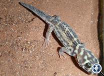 Csodagekkó (Terratoscincus scincus)