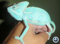 Sisakos kaméleon (Chamaeleo calyptratus) kék