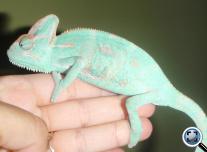 Sisakos kaméleon (Chamaeleo calyptratus) kék