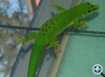 Madagaszkári nappali gekkó (Phelsuma madagascariensis grandis)