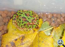 Díszes szarvasbéka (Ceratophrys cranvelli)
