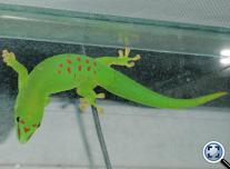 Madagaszkári nappali gekkó (Phelsuma madagascariensis grandis)