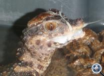 Törpe kajmán (paleosuchus palpebrosus)