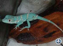 Lovag anolisz (Anolis equestris) bébi