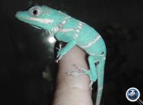 Lovag anolisz (Anolis equestris) bébi
