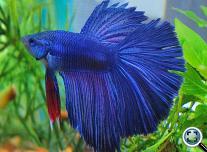 Sziámi harcoshal_Betta splendens