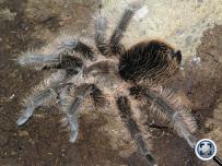 Brachypelma albopilosum