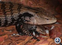 Óriás kéknyelvűgyík (Tiliqua gigas gigas)