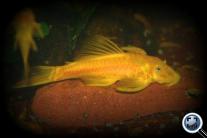 Arany ancitrus